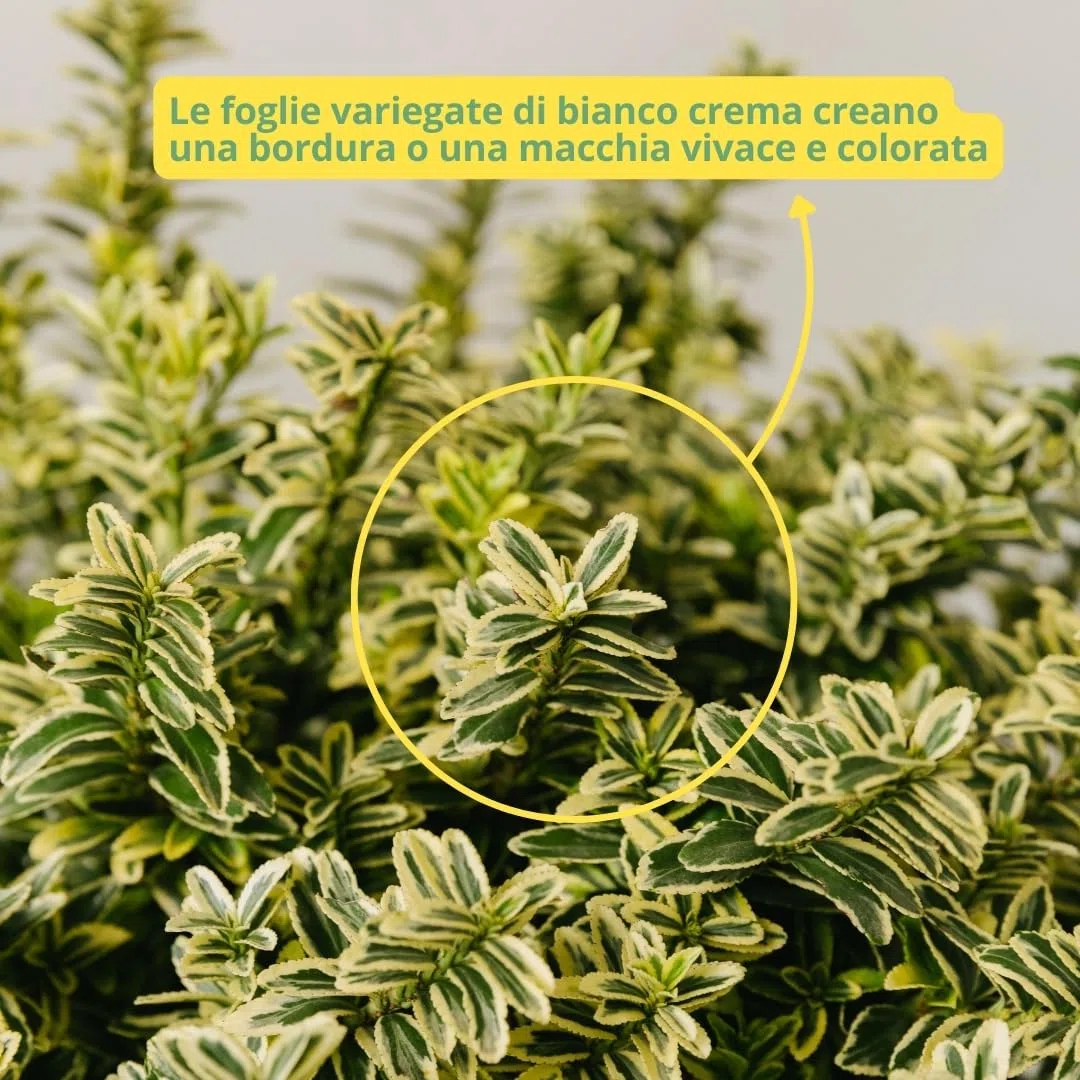 EUONYMUS JAPONICUS MICROPHYLLUS Arbusto sempreverde da esterno, vaso da 19 cm. Piante vere per giardino e terrazzo con foglie bianche bordate. 6 mesi di concimazione inclusi (Albo).