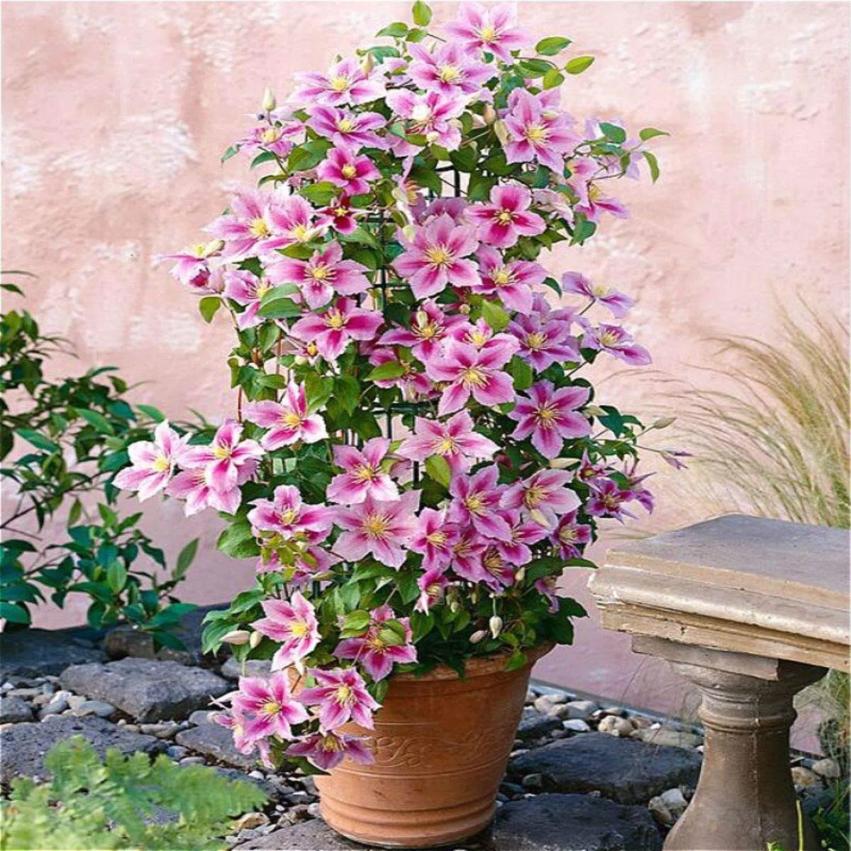 Clematis Piilu (Clematide) - Pianta rampicante - Rosa lavanda/Rosa, perenne e resistente - Vaso da 1,5 litri | ClematisOnline