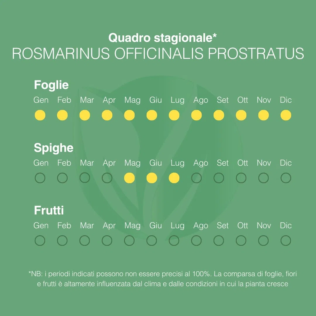 PLANTI’ ROSMARINO PROSTRATO Pianta vera da esterno piante aromatiche cucina, ideale per insaporire i vostri piatti o per ornare il giardino di casa. 6 mesi di concimazione con sistema Plantì