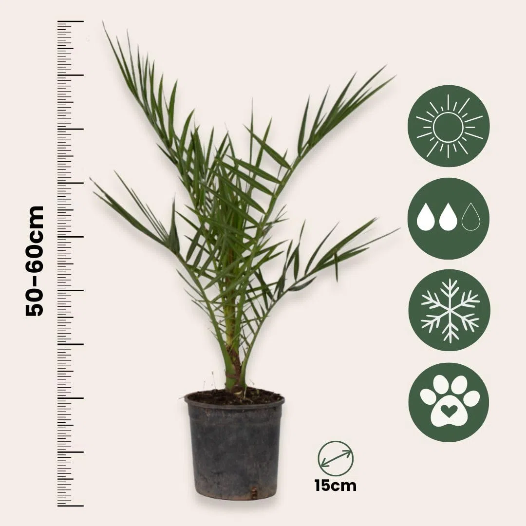 Plant in a Box - Palma datteri delle Canarie - Phoenix canariensis - Altezza 50-60cm - ⌀15cm