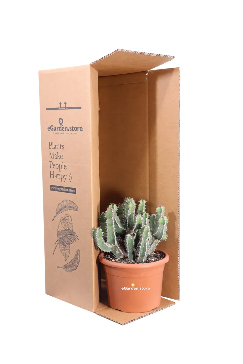 Pianta di Euphorbia Polyacantha Pianta Cactus A Lisca Di Pesce pianta grassa pianta ornamentale fioritura gialla pianta con spine pianta da esterno o interno pianta vera venduta da eGarden.store