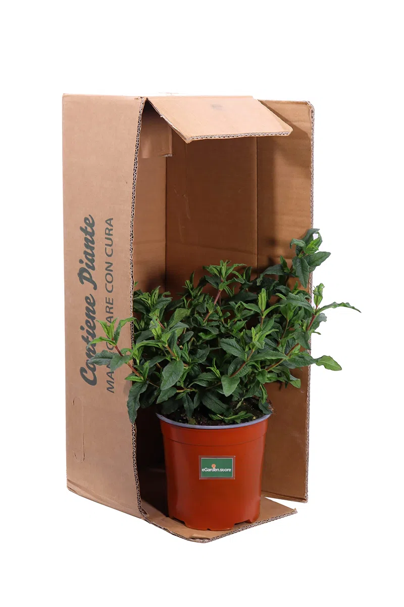 Pianta di Cisto Pianta di Cistus Pianta da esterno pianta da giardino pianta ornamentale pianta da fiore pianta vera di Cistus venduta da eGarden.store (Cistus Ladanifer v.17 cm)