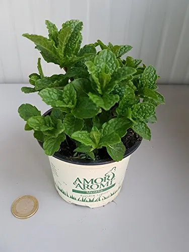 ERBE AROMATICHE in set da n.6 vasi per insaporire grigliate + set da n. 6 vasi per guarnire e aromatizzare COCKTAIL e TISANE (in vaso Ø 9 cm)