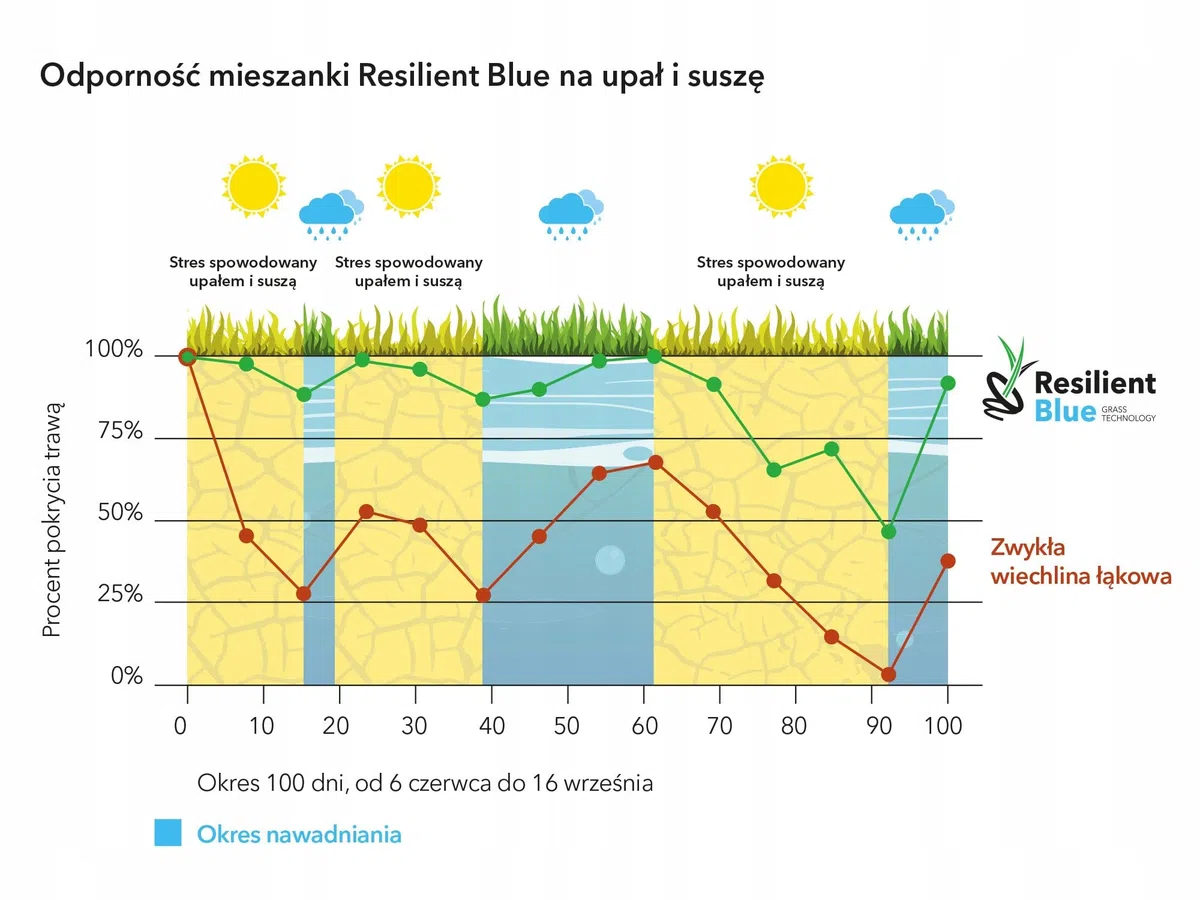 Erba resistente Barenbrug Resilient Blue Prato, 1 kg Semi di erba universali