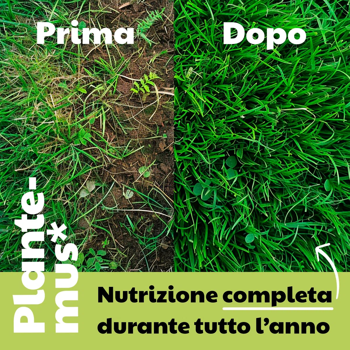 PLANTEMUS Concime per Prato Premium a Effetto Prolungato per 175 m² | Concime NPK (12-11-18) granulare in Perle Ultrasolubili | Nutrizione Completa per un Prato Forte, Verde e Denso 5.5 kg