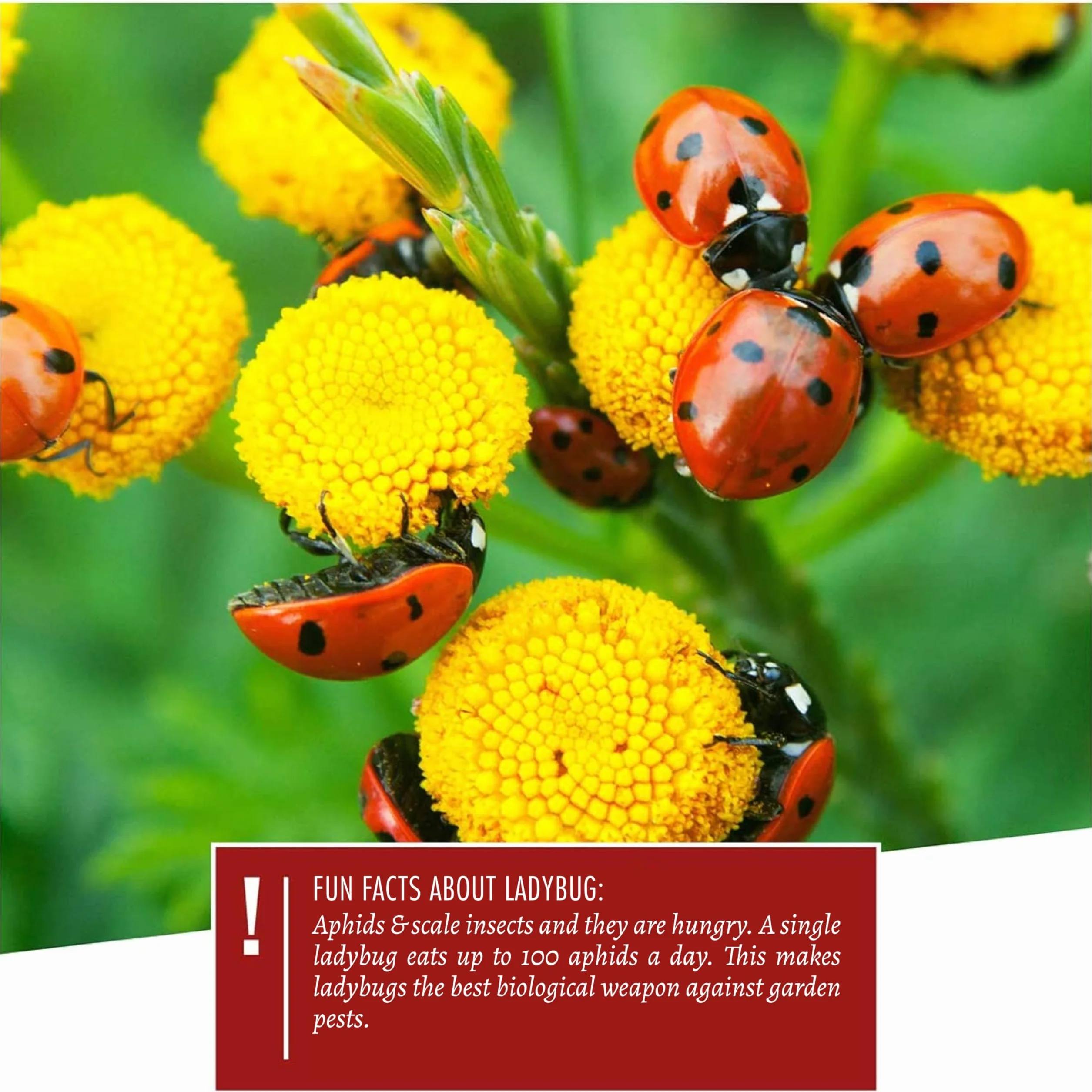 Wildtier Herz | Casetta per Coccinelle - Hotel per Insetti e Nido per Coccinelle - Con Prese d'Aria e Resistente alle Intemperie - In Legno Massello - Dimensioni:23x17x12 cm