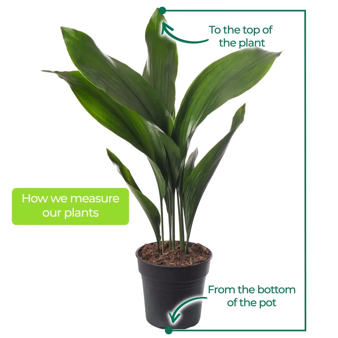 Pianta di ghisa Aspidistra Elatior Piante da interno sempreverdi alte ed esotiche.