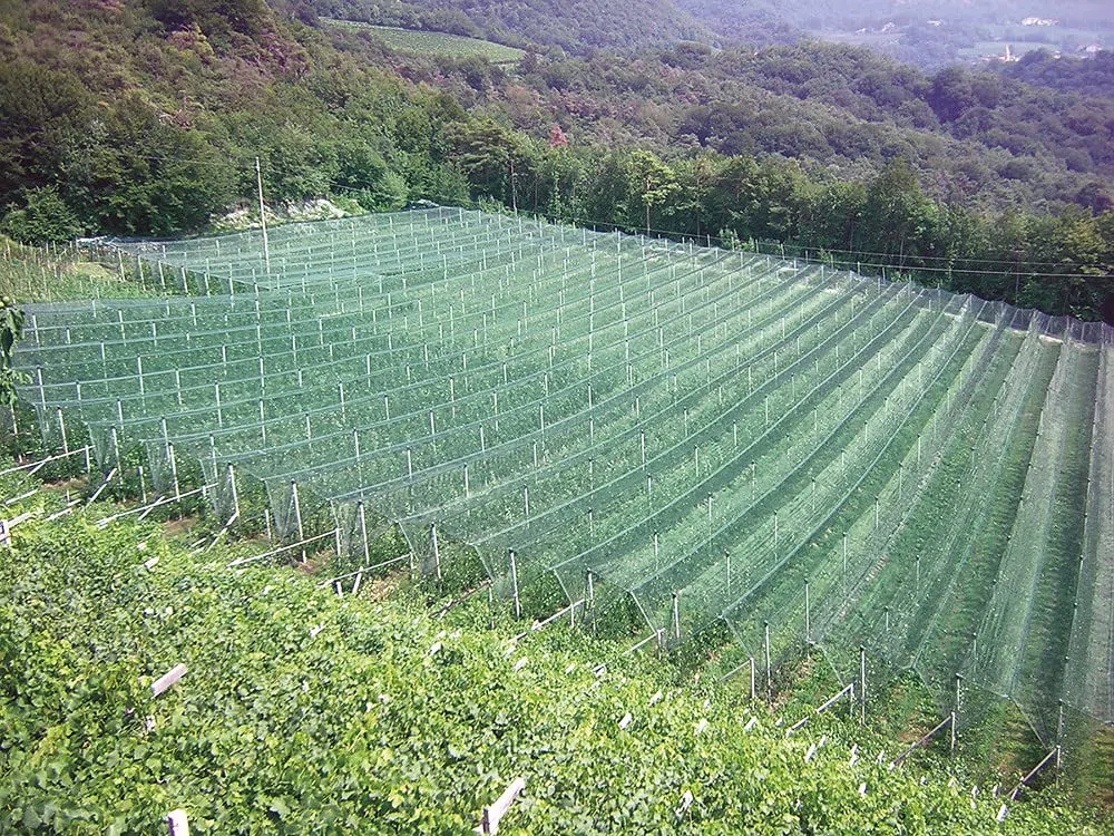 VERDELOOK Tessuto Antigrandine in Rotoli, 1.5x10m, Verde, per Agricoltura, vigneti e coperture