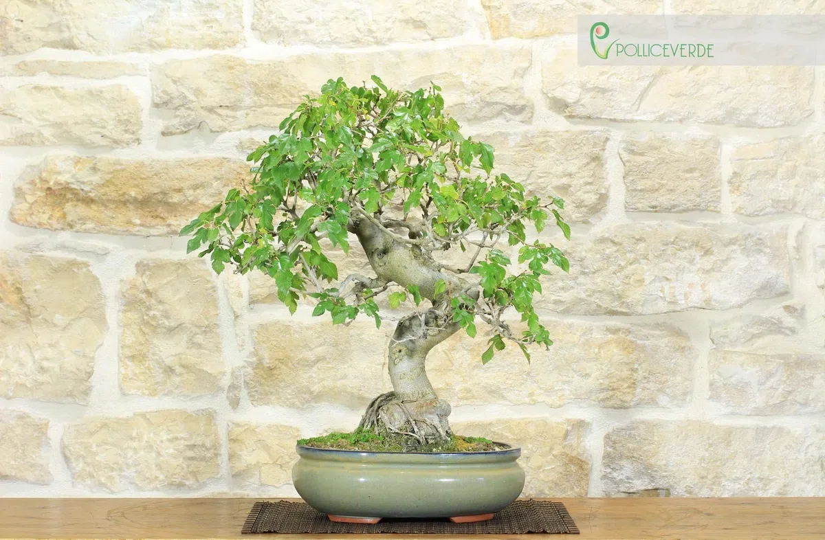Bonsai di Gelso (62)