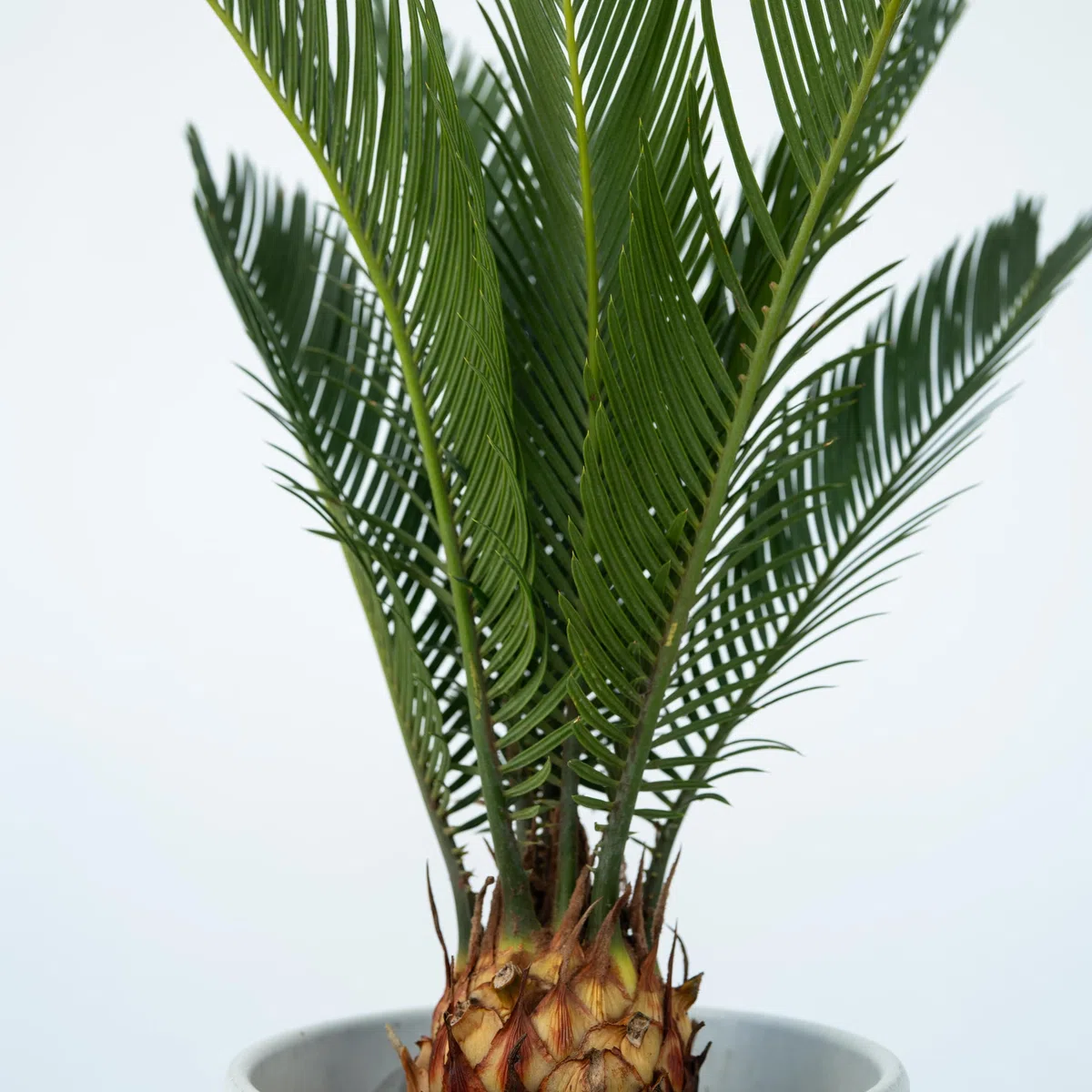 Plant in a Box - Cycas Revoluta - Set di 2 - Palma di Sago - Altezza 45-60cm - Vaso 15cm - Palma felce - Pianta Tropicale Ornamentale da Interno o Terrazza - Facile da Curare