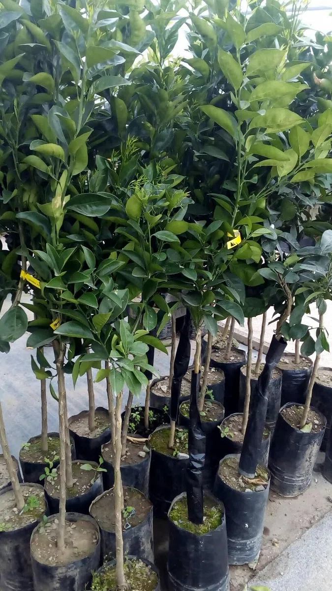 PIANTA DI LIMONE ROSSO in fitocella - età 2/3 anni (foto reali)