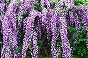 AMDGarden Pianta di Glicine Wisteria rampicante Viola in Vaso 18 cm Profumato