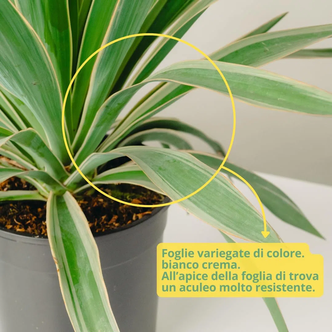 Yucca Gloriosa | Pianta Vera da Esterno, Resistente e Ornamentale | Adatta a Vasi e Giardini Rocciosi | Altezza Fino a 150 cm | Vaso da 19 cm (Gloriosa Variegata)
