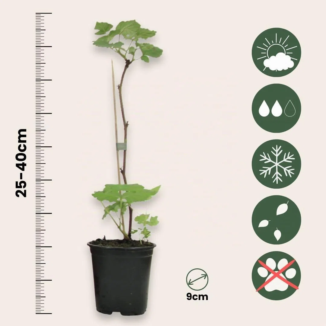 Plant in a Box - Rubus ideaus 'Autumn Bliss' - Lampone - Piante da frutto - resistenti - Set di 3 - Vaso 9cm - Altezza 25-40cm