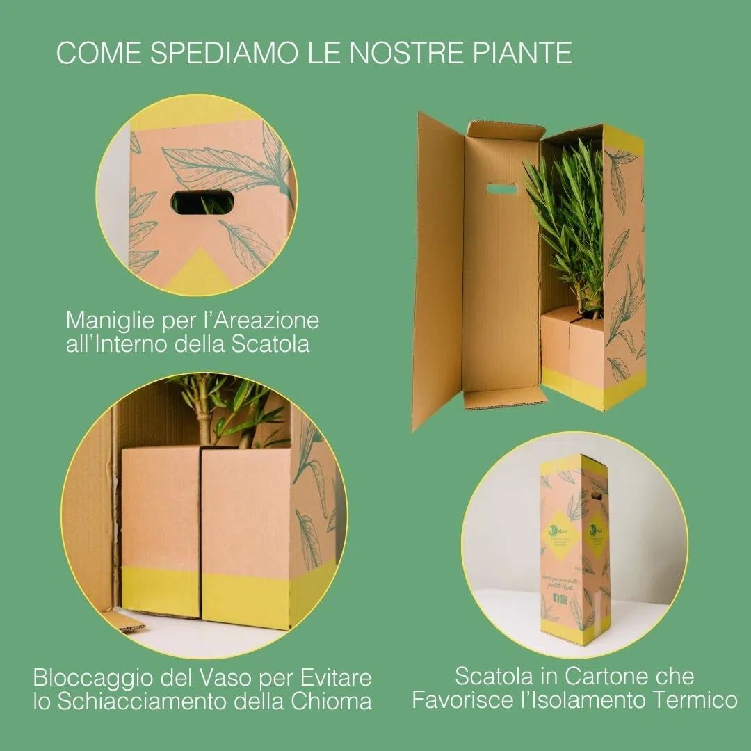 BIGNONIA CAPENSIS. Pianta rampicante da esterno, vaso da 19cm. Piante vere da esterno per giardino e pergolato. 6 mesi di concimazione con sistema Plantì.