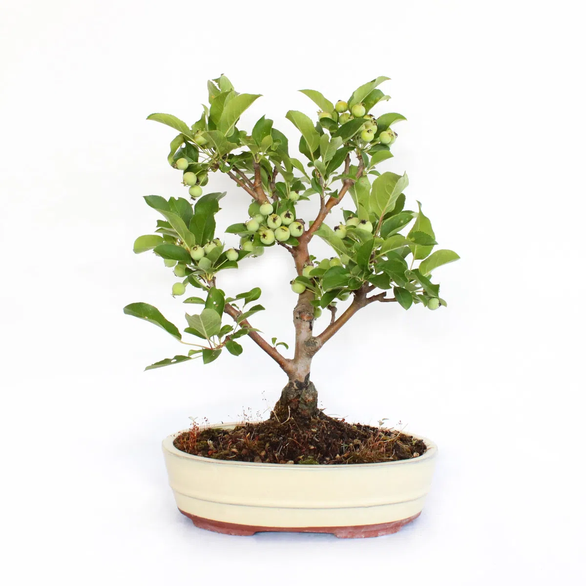 KENTIS - Bonsai di Melo - Malus Sp. - Pianta Vera da Frutto da Esterno - Piante da Giardino Balcone Terrazzo - H 40/45 cm Vaso in Ceramica 26 cm