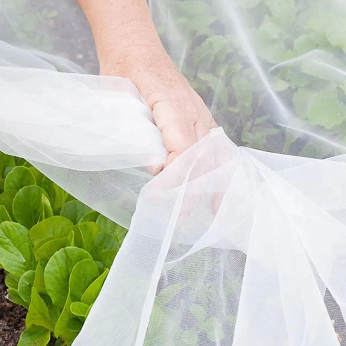 Rete per insetti a maglie strette， Garden Netting Plants Vegetables Fruits Flowers Protection Insects Birds White Multiple Sizes(1.5x10m/4.9x32.8ft)