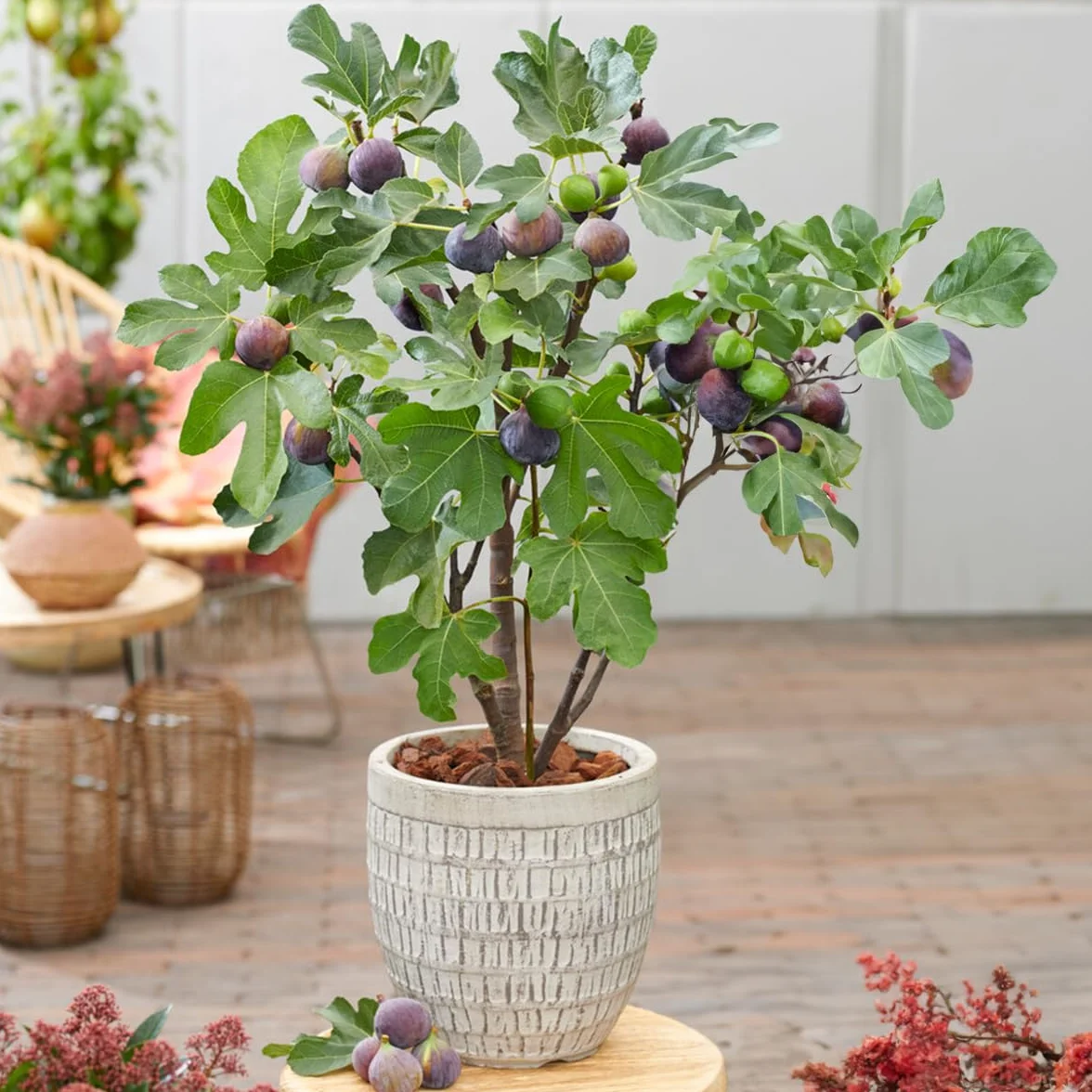 Bloomique - Set di 2 - Ficus carica ‘Brown Turkey’ - Fico - Albero da frutto - Piante da giardino - Resistente al freddo - Alte 50-70 cm - Vaso 15 cm