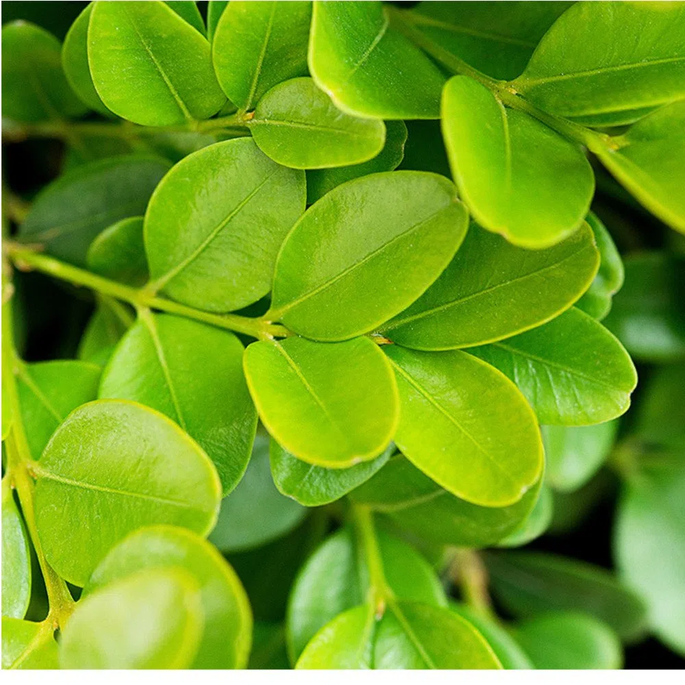 Piante di Bosso da Siepe 20-40 cm Bosso Sempervirens Folta Siepe Sempreverde (25 Piante)