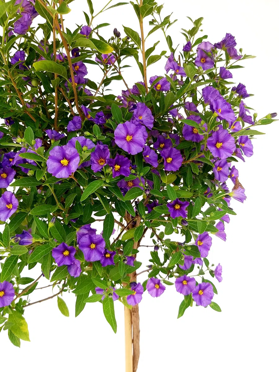 POWERS TO FLOWERS - SOLANUM RANTONETTI ALBERELLO XXL, vaso 19 ALTEZZA 75CM, pianta vera
