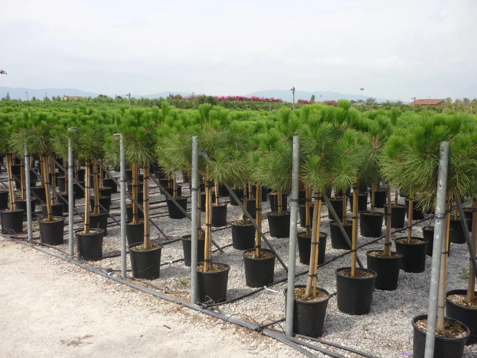 Pino da pinoli domestico "Pinus pinea" pianta in vaso ø26 cm h. 160/200 cm Vivaio di Castelletto