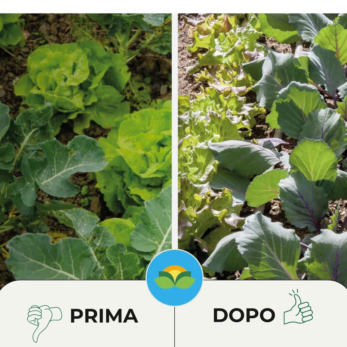 Albagarden - Zolfo Ramato in Polvere x 10 Kg, Concime a Base di Zolfo + Ossicloruro di Rame - Biologico, Contro Oidio Mal Bianco Peronospora Ticchiolatura
