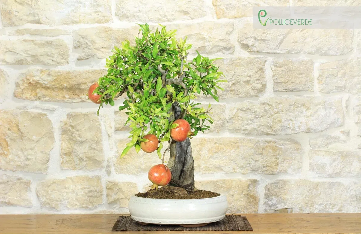 Bonsai di Melograno (136)