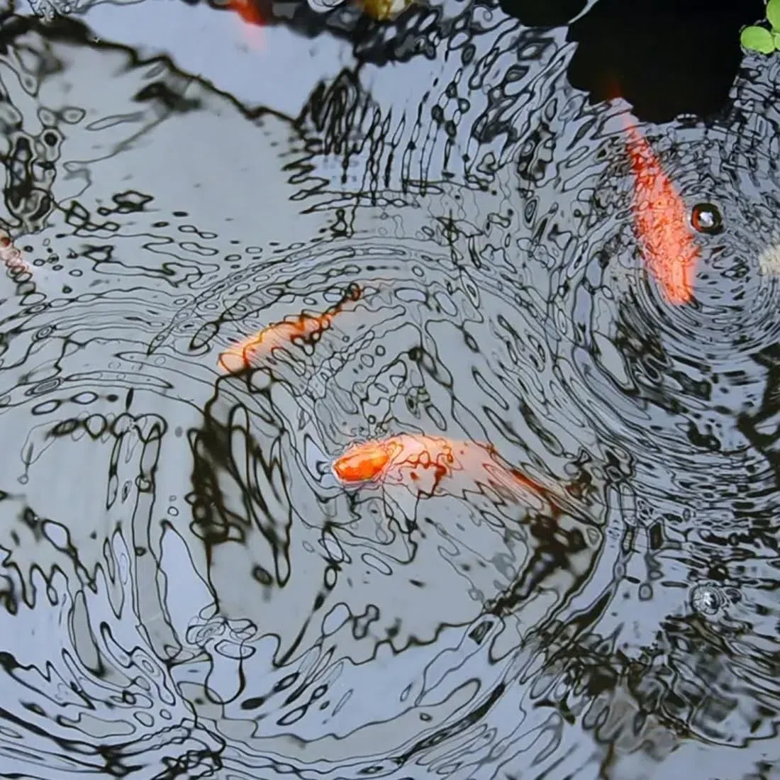 Telo Impermeabile in HDPE Resistente per laghetti, cascate e fontane da Giardino, 4x6 m. Copertura per vasche, Giardini Acquatici e Giochi d'Acqua.