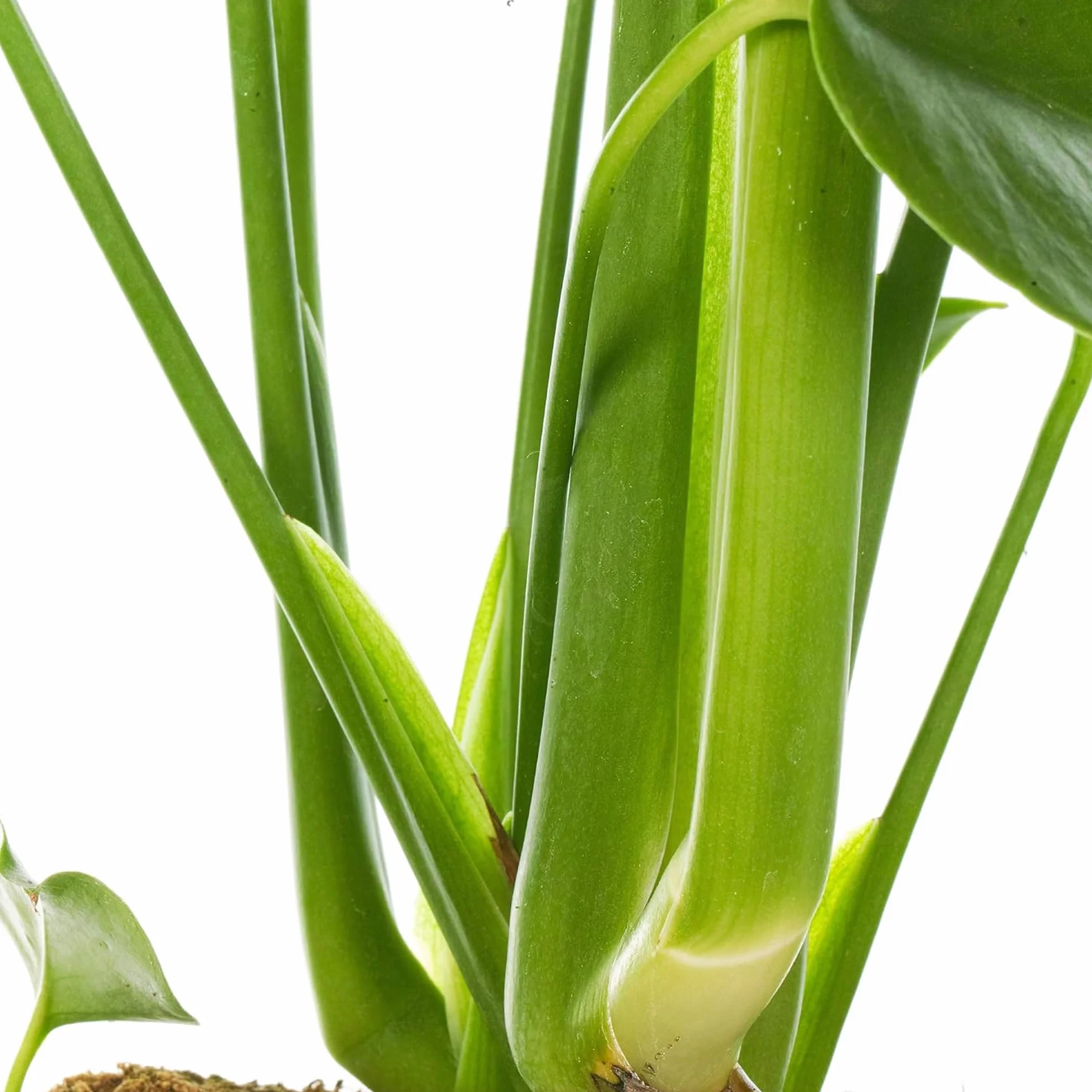 Pianta del formaggio svizzero Monstera Deliciosa, pianta da interno sempreverde in vaso.