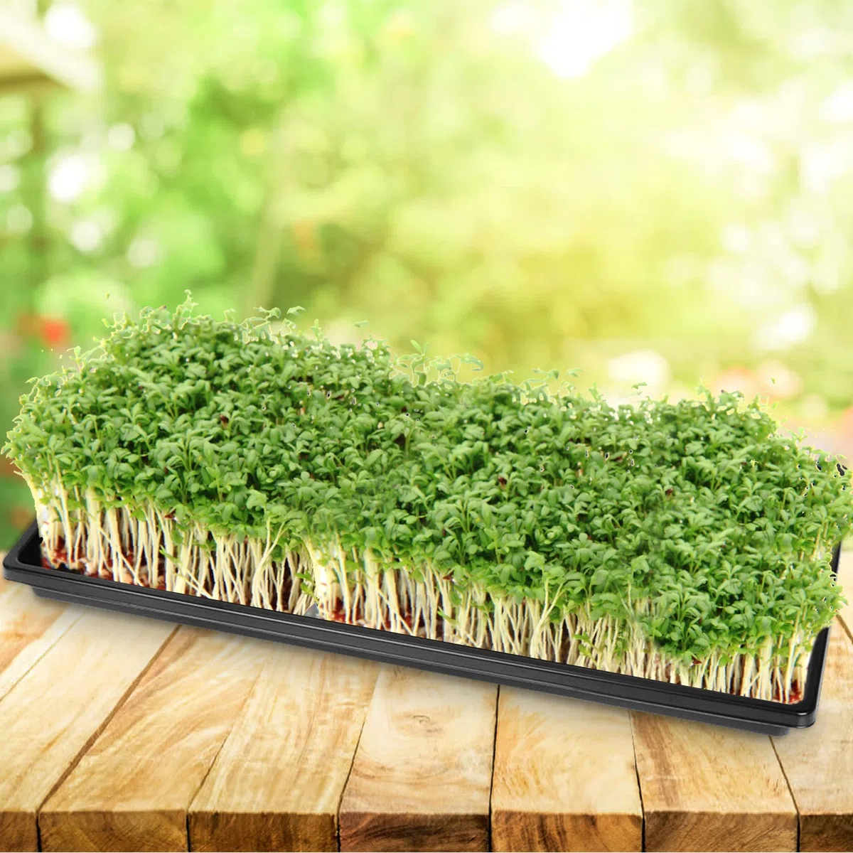 5 Pezzi 51 x 25 cm Vassoi Germinazione Semi Vassoio Coltivazione Vassoi Semina Plastica Grande Semenzaio per Germinazione di Piante Microgreens Giardino Serra Idroponica (5)