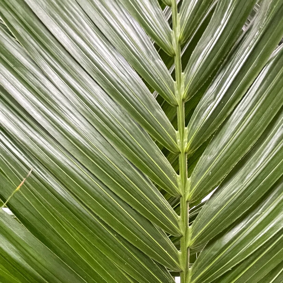 KENTIS - Howea Forsteriana Kentia - Palma - Piante da Interno Vere - Pianta Tropicale da Appartamento H 160-170 cm Vaso Ø 24 cm