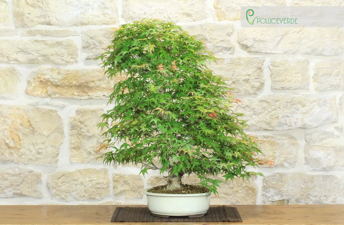 Bonsai di Acero Palmato Yamamomiji (12)
