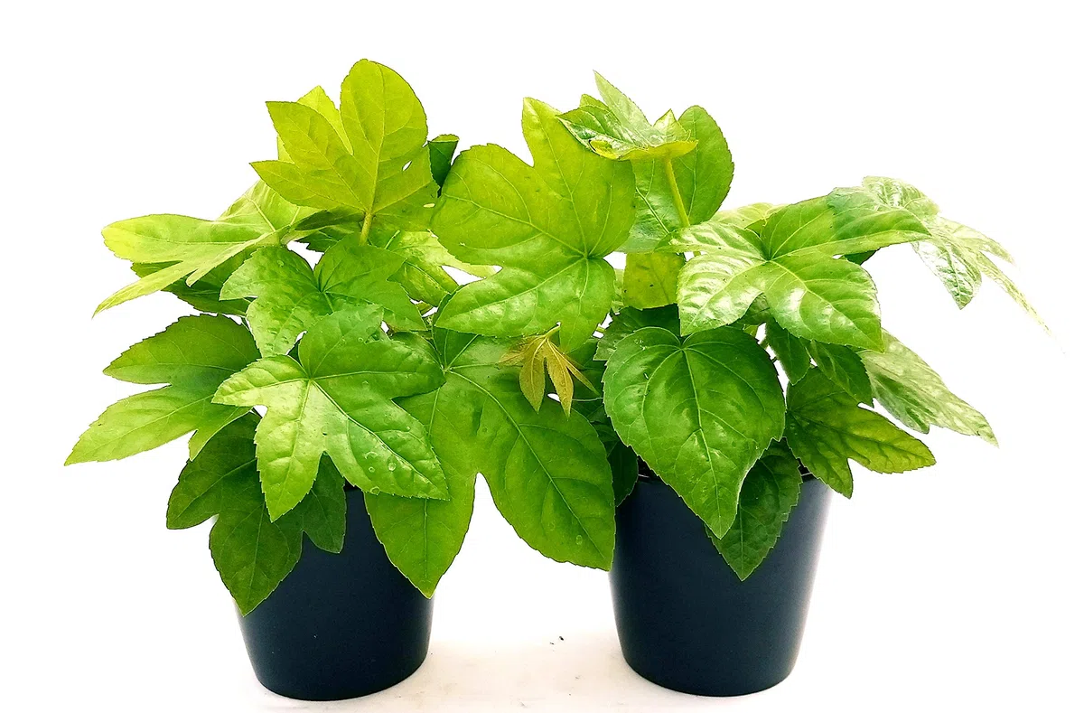 POWERS TO FLOWERS - FATSIA JAPONICA VASO 13 CM DIAMETRO, ARALIA, 2 PIANTE, piante vere