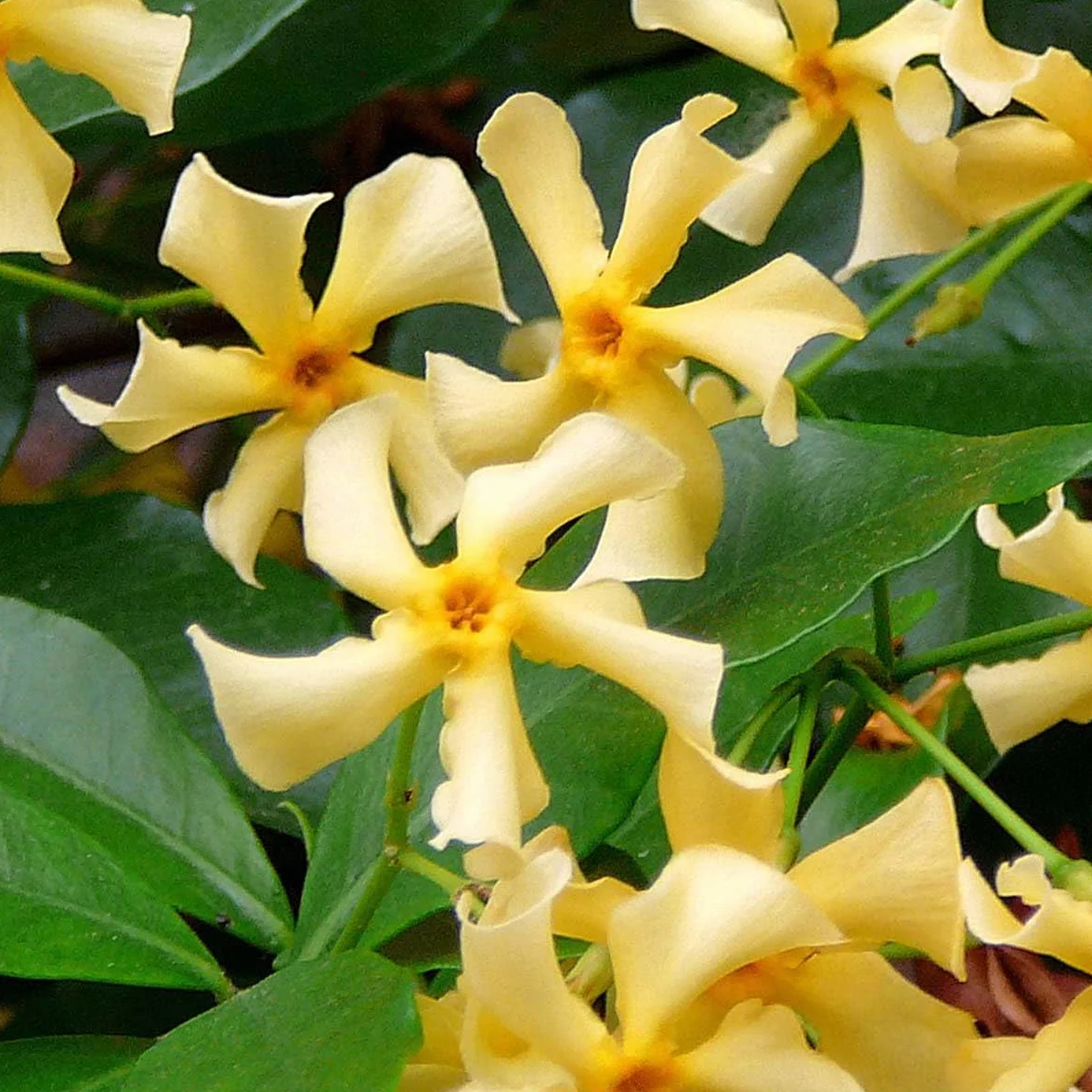 Bloomique - Trachelospermum jasminoides - Gelsomino toscano - Giallo - Rampicante - Pianta da giardino - Sempreverde - Resistente al freddo - Alta 50-70 cm - Vaso da 15 cm