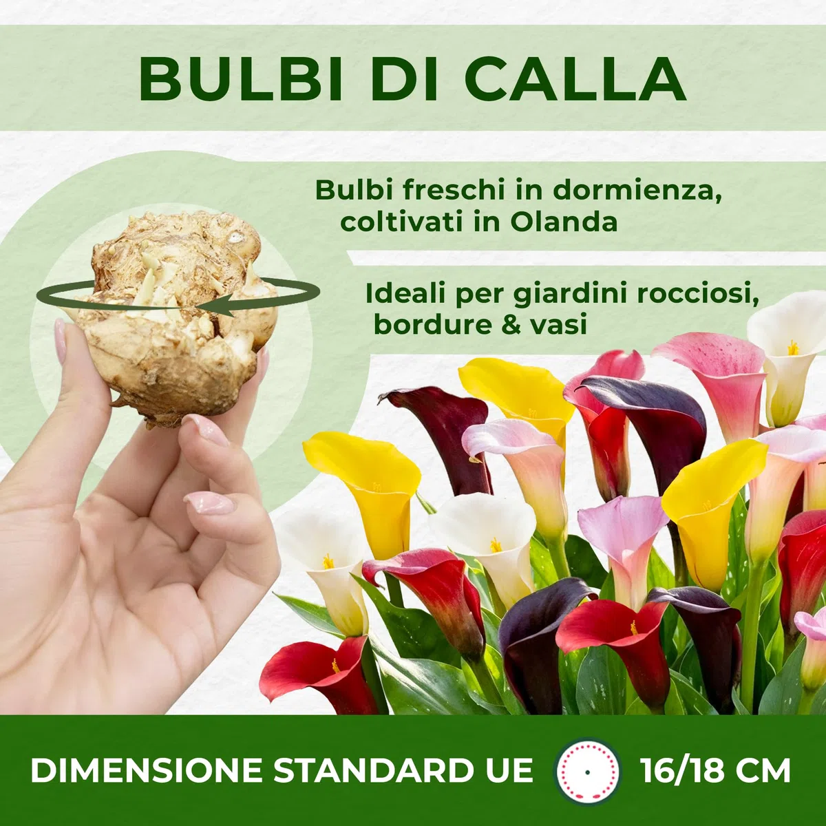 Bulbi Calle Zantedeschia - 10 Bulbi Fiori - 5 Varietà - Piante e Fiori Esclusivi dall'Olanda - per giardino, vasi e balcone (non semi, non artificiali)