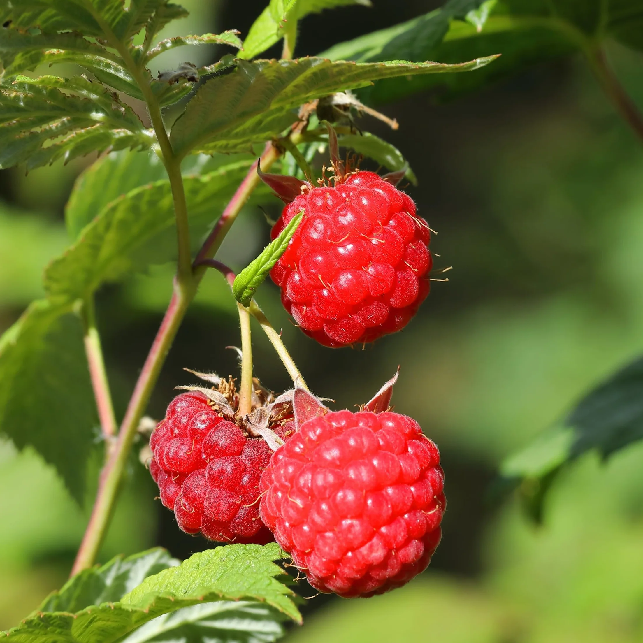 Plant in a Box - Rubus ideaus 'Autumn Bliss' - Lampone - Piante da frutto - resistenti - Set di 3 - Vaso 9cm - Altezza 25-40cm