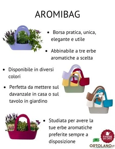 P. Piantine da Orto | Valeriana, Pianta in Vaso Diametro 14 cm, Pianta Pronta per il Trapianto, Pianta Vera da Esterno, Vivaio Italiano