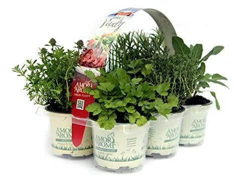 ERBE AROMATICHE in set da n.6 vasi per insaporire grigliate + set da n. 6 vasi per guarnire e aromatizzare COCKTAIL e TISANE (in vaso Ø 9 cm)