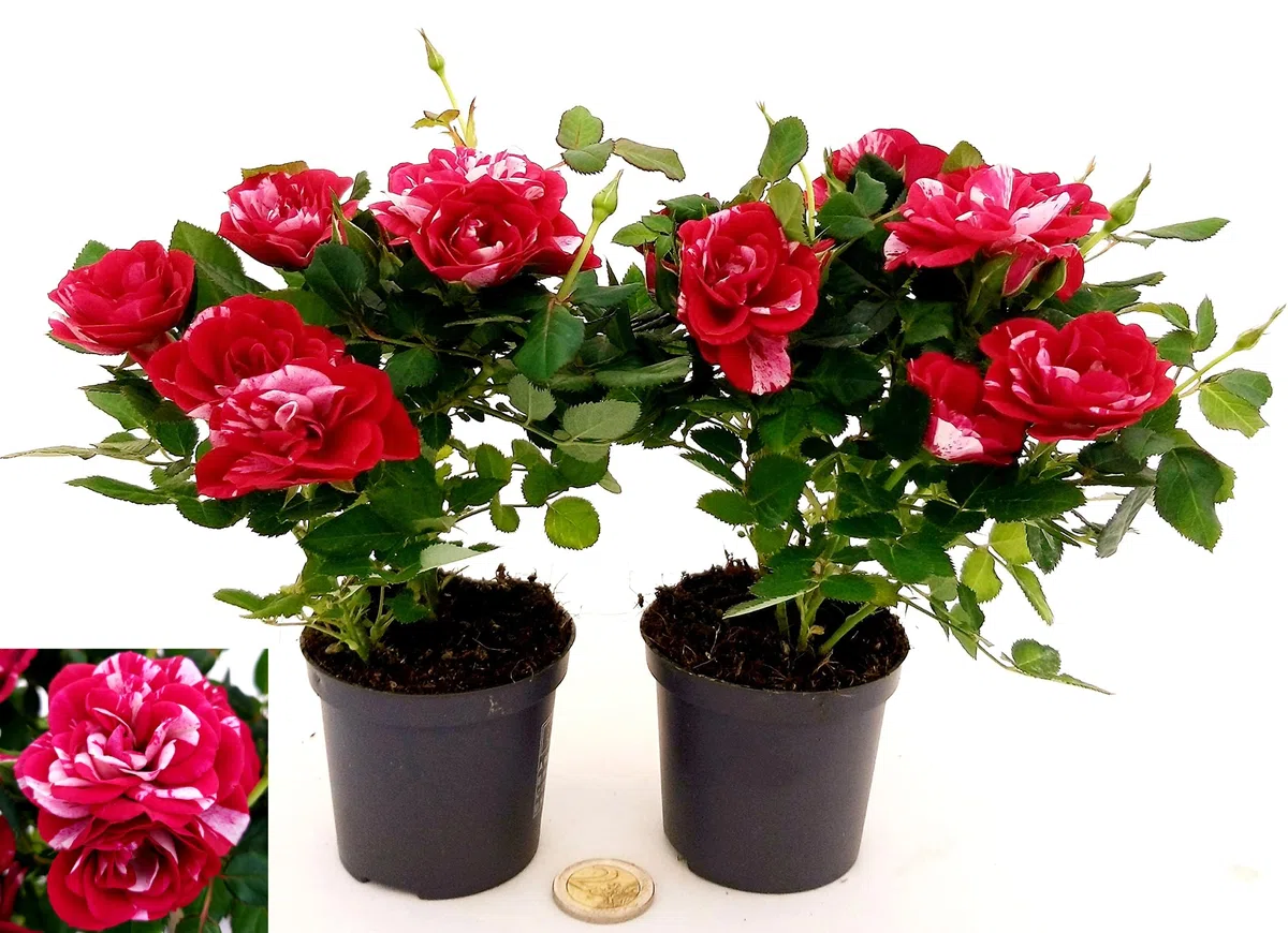 POWERS TO FLOWERS - ROSA DA GIARDINO NANA RAMPICANTE e RIFIORENTE, ROSA ROSSA BICOLORE, 2 PIANTE, VASO 8CM, Piante Vere