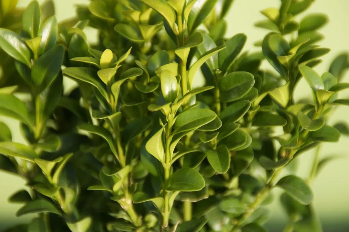 Buxus Bosso Sempreverde, 50 Piante, Vaso 14cm | Arbusto a crescita lenta, Ideale per siepi e bordure, Ideale per topiaria, Foglie piccole verde brillante, Foglie aromatiche