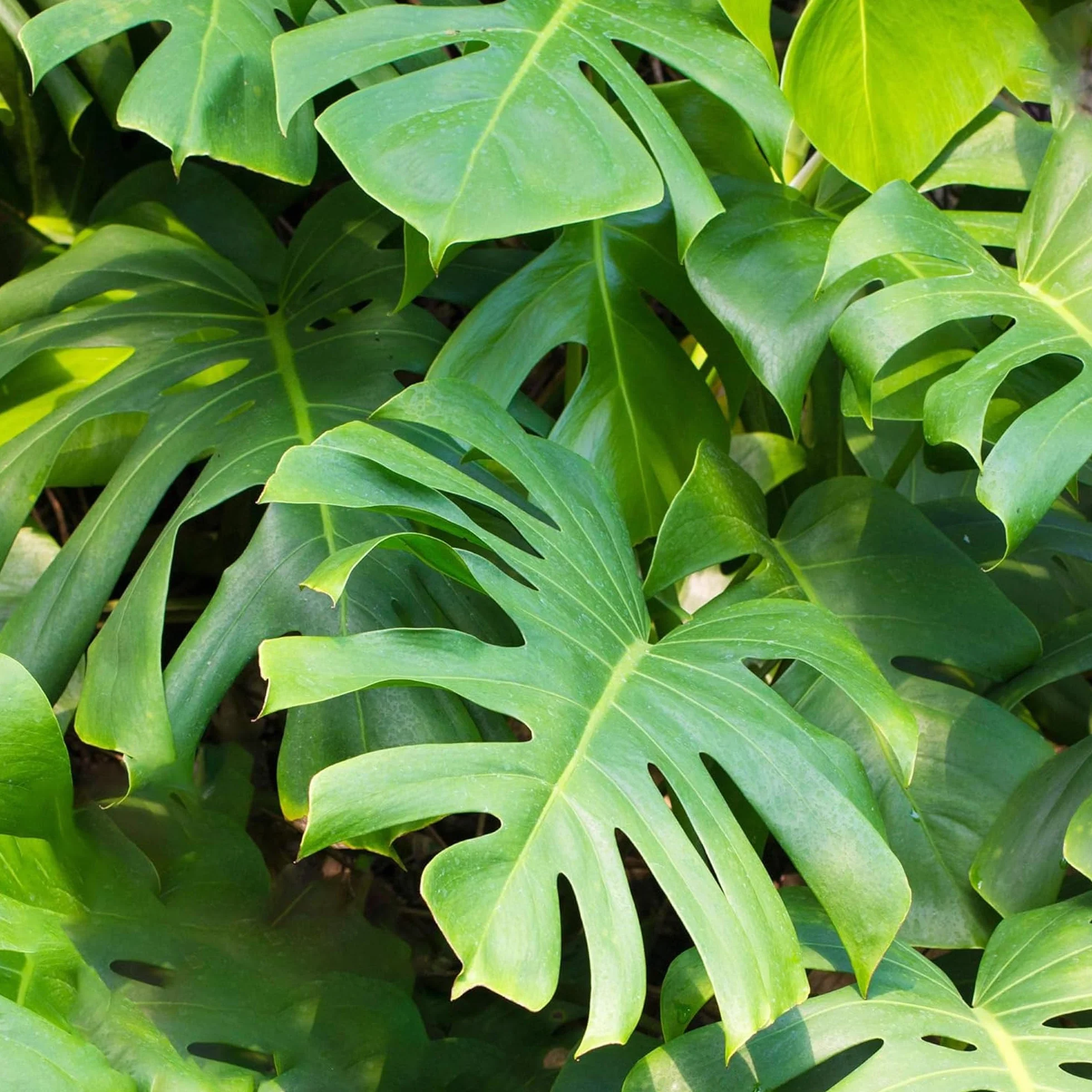 Pianta del formaggio svizzero Monstera Deliciosa, pianta da interno sempreverde in vaso.