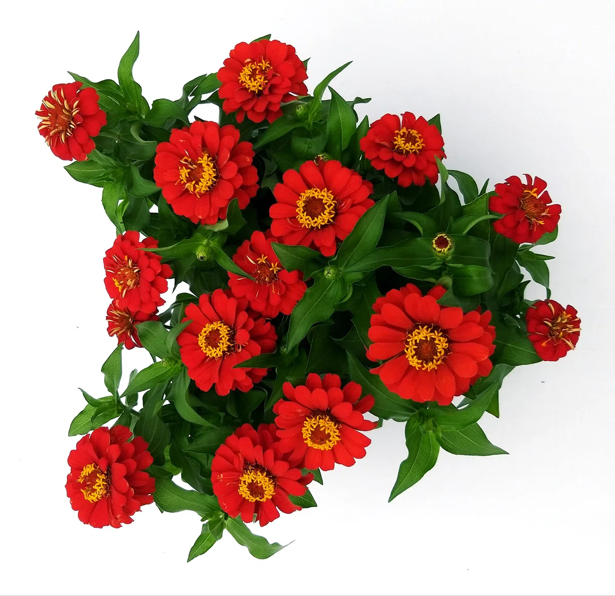 POWERS TO FLOWERS - ZINNIA ROSSA, 3 PIANTE VASO 13CM, pianta vera