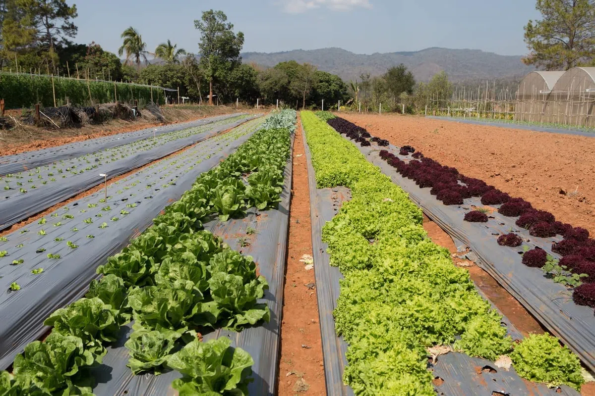 Areso Pacciamatura 1x50 Metri - Rotolo Pacciamatura Senza Fori Nero - Telo per Orto Anti Herbace Massima Resistenza