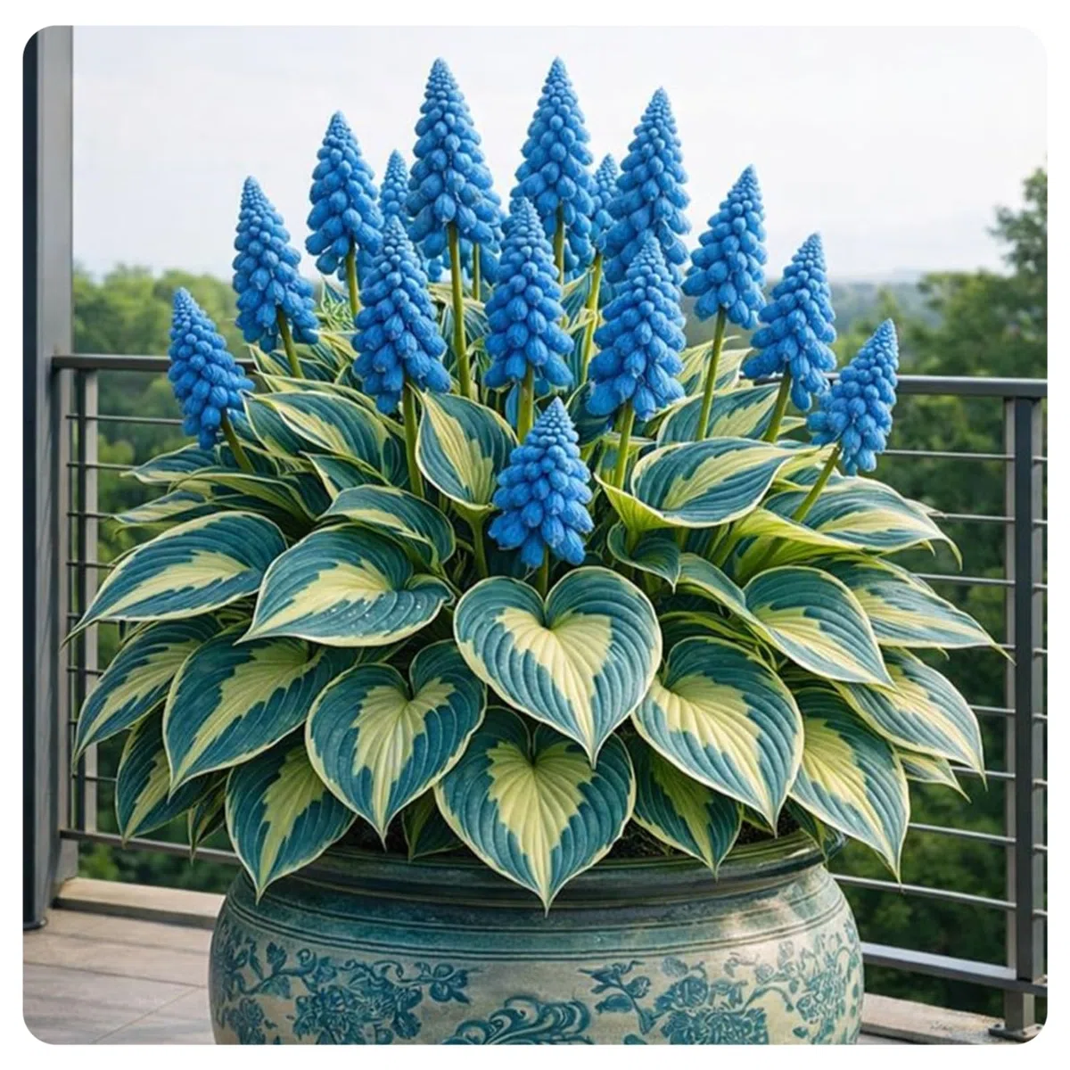 Miste,Bulbi di hosta,Radici Selezionate di hosta in vaso,Resistenti al freddo e all'ombra,Decorazione di giardini e Balconi.-8Rizoma-D
