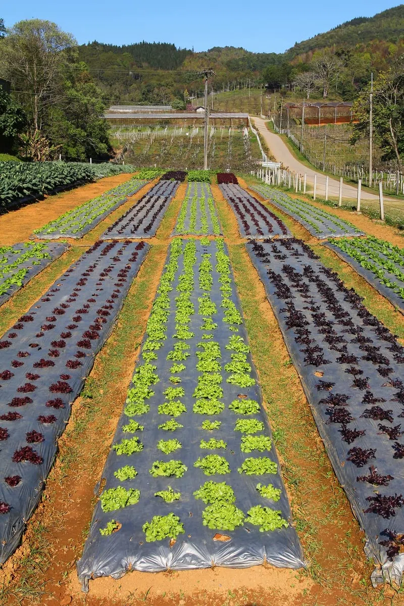 Areso Pacciamatura 1x50 Metri - Rotolo Pacciamatura Senza Fori Nero - Telo per Orto Anti Herbace Massima Resistenza