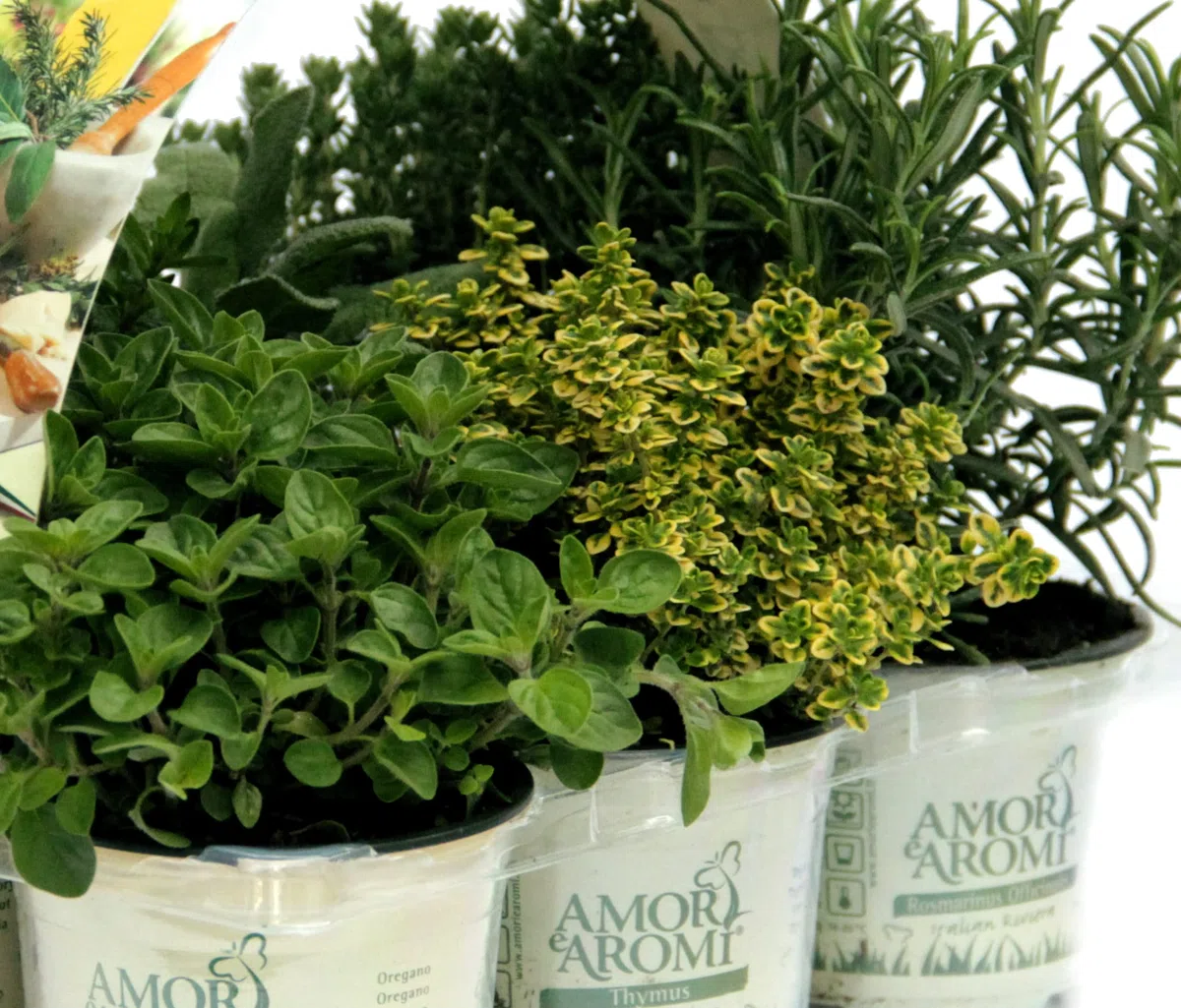 Piante di erbe aromatiche in vaso (6)