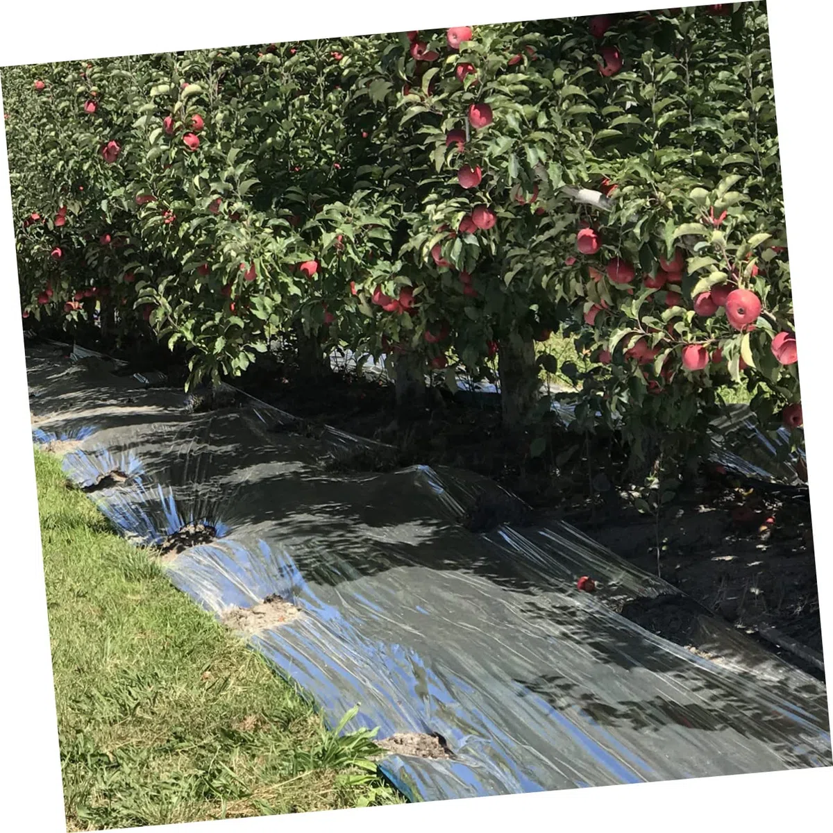 INOOMP 3pezzi Pellicola Riflettente per Giardino Telo Caldo Multiuso per Piante Serra Accessorio Pratico per Giardinaggio