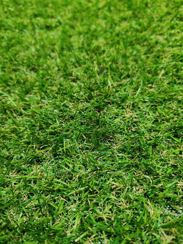 Tadi & Imperio1979 Rotolo di tappeto erboso artificiale, moquette terrazza o giardino, altezza 20 mm, (100 x 300 centimetri)
