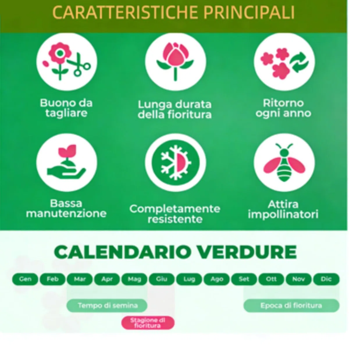 Peperomia Cristallina Rara: Resistente al Freddo e alla Siccità – Una Selezione di Peperomioides Adatte per Decorare Giardini e Balconi-1bulbi-C