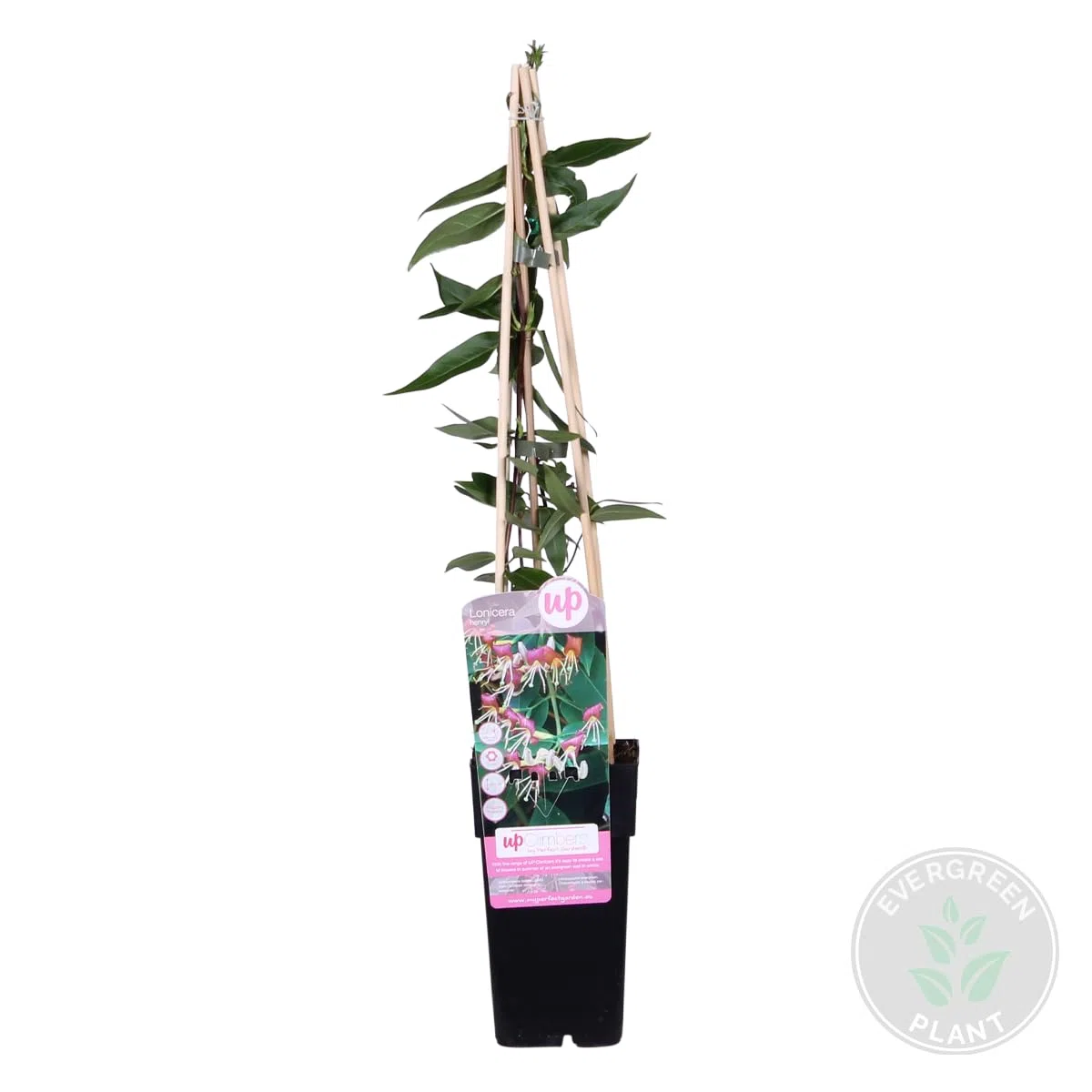 Bloomique - Lonicera henryi - Caprifoglio - Arancione e rosso - Rampicante - Pianta da giardino - Sempreverde - Resistente al freddo - Alta 50-70 cm - Vaso da 15 cm